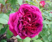 ורד ויליאם שקספיר™