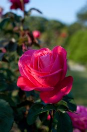 ורד מריה קאלאס