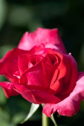 ורד מריה קאלאס