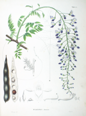  צילום: CC-PD-Mark, Fabaceae botanical illustrations, Flora Japonica