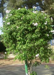 פנדוראה יסמינית , Pandorea jasminoides