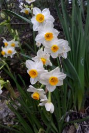 נרקיס מצוי - Narcissus tazetta