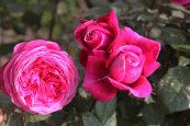 ורד נטלי™