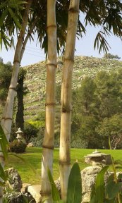 גן יפני בישראל, במבוק אופייני