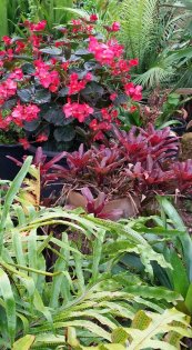 שילובי צמחים - שרך בגוניה וברומלים