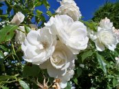  צילום: https://pixabay.com/en/iceberg-rose-flowers-white-rose-269511/
