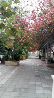 עציצים בתל אביב באביב