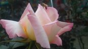 ורד אמדיאוס ודבורה