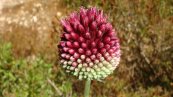 שום נטוי - Allium phanerantherum