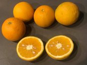 תפוז שמוטי