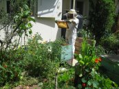 לגדל דבורים בחצר הבית, פרק ב׳