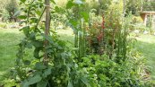 שילוב ירקות בגנים ציבוריים בפריז