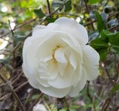 ורד אייסברג