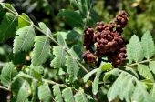 אוג הבורסקאים - Rhus coriaria