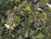 לבנה רפואי - Styrax officinalis