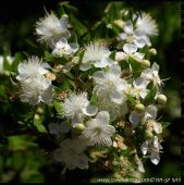 הדס מצוי - Myrtus communis