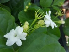 פרחים לשבת - בהוואי, אינדוניזיה, פקיסטן ובפיליפינים נחשב היסמין כפרח לאומי.