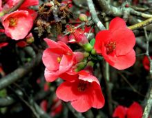 פריש יפני בקבוץ יגור