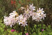 אמריליס יפהפה Amaryllis belladonna, לא סתם שמו בלדונה