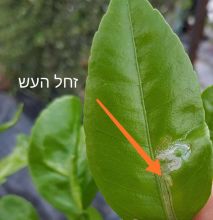 זחל עש המנהרות של עצי ההדר