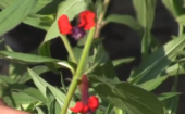 גבנון מקסיקני 'גורג'יה סקרלט' Cuphea llavea Georgia Scarlet, סרטון