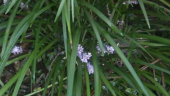 ליריופה כדנית 'רויאל פרפל' Liriope muscari Royal Purple, סירטון