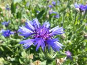 דרדר כחול - Centaurea cyanoides