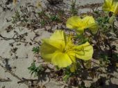 נר הלילה החופי - Oenothera drummondii