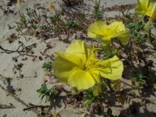 נר הלילה החופי - Oenothera drummondii