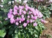 רקפת מצויה Cyclamen persicum