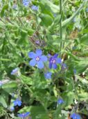 לשון הפר האיטלקי - Anchusa italica