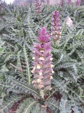 קוציץ סורי - Acanthus syriacus