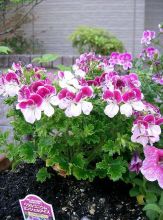 פלרגון מסולסל Pelargonium crispum, סירטון