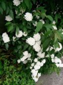 ספיראה קנטונית Spirea cantoniensis, סירטון