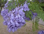 סיגלון חד עלים Jacaranda acutifolia, סירטון