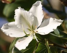 בוהיניה מגוונת 'לבן' Bauhinia Variegata Candida, סירטון