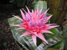 אכמאה מפוספסת Aechmea fasciata, סירטון