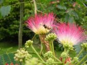 אלביציה ורודה Albizia julibrissin, סירטון