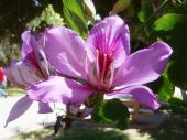 בוהיניה מגוונת Bauhinia Variegata, סירטון