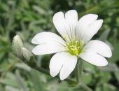 קרנונית לבידה Cerastium tomentosum, סירטון