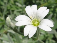 קרנונית לבידה Cerastium tomentosum, סירטון