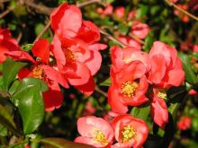 חבוש יפני Chaenomeles japonica, סירטון