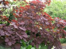 קוטינוס מזרחי 'סגול מלכותי' Cotinus coggygria Royal Purple, סירטון