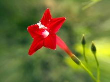 לפופית קוומוקליט  Ipomoea quamoclit, סירטון