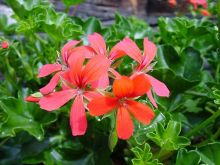 פלרגון תריסני Pelargonium peltatum, סירטון