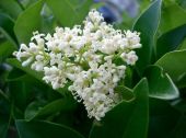 ליגוסטרום יפני Ligustrum japonicum, סירטון