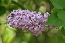 לילך מצוי Syringa vulgaris, סירטון