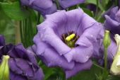 ליסיאנתוס גדול פרחים Eustoma grandiflora, סירטון