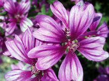 חלמית גדולה Malva sylvestris, סירטון