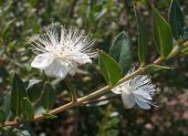 הדס מצוי Myrtus communis, סירטון